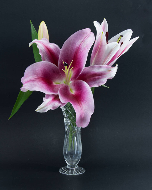 フラッシュポイントパープル、ピンク、ホワイトオリエンタルトランペットクリスタルの花瓶の黒の背景にユリの花を閉じます。自然のイメージの美しさ.   - 写真・画像