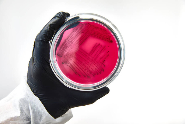 Химик в перчатках в лаборатории. процесс тестирования со стеклянной пластиной и образцом. вирусы и концепция здравоохранения - Фото, изображение