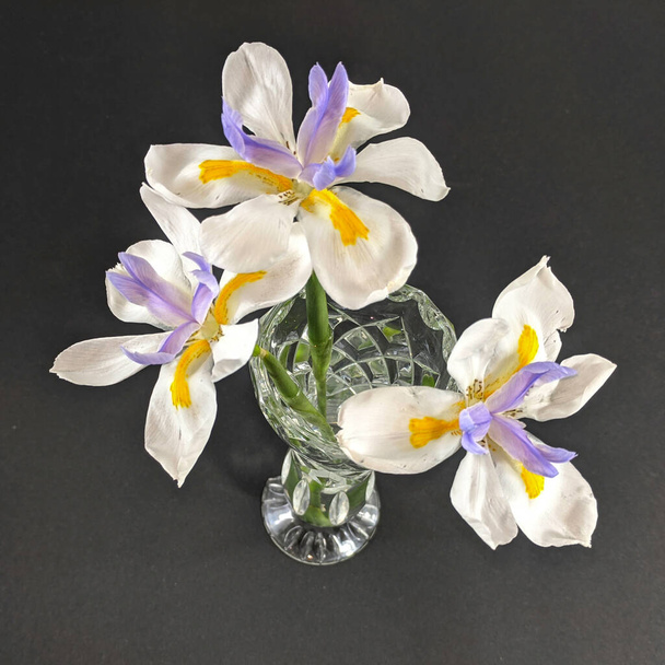 3つの美しいラベンダー黄色と白の野生のアイリスの花は、黒の背景に隔離された結晶ガラスの花瓶に閉じられます。自然のイメージの美しさ。オーストラリア.  - 写真・画像