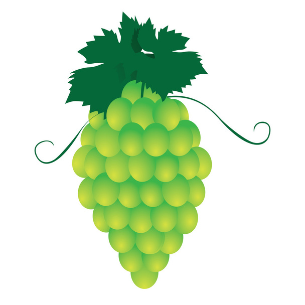 Bunches of grapes. Vector - Vector, Image
