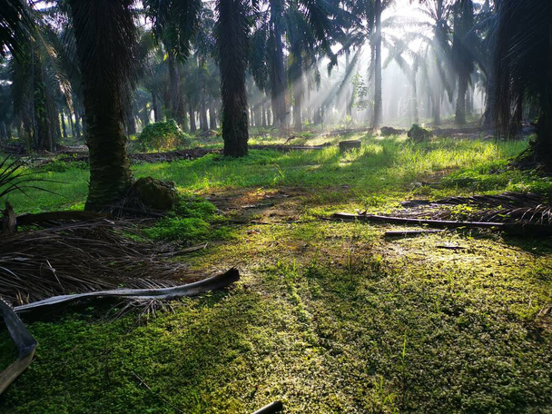 escena de los rayos del sol de la mañana en la campiña del aceite de palma - Foto, imagen