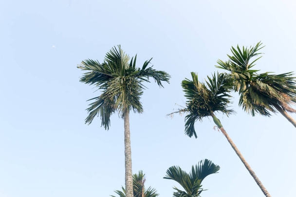 Die Areca-Palme (Areca-Nuss) vor leuchtend blauem Sonnenuntergangshimmel im Sommer, der von Sonnenlicht erhellt wird. Niedriger Engel-Blick. Schönheit in der Natur saisonales Thema Hintergrundbild. Kalkutta Indien. - Foto, Bild