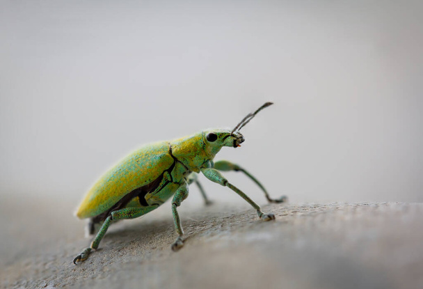 Green weevil ( Hycomeces squamosus Fabricius ) - Photo, Image