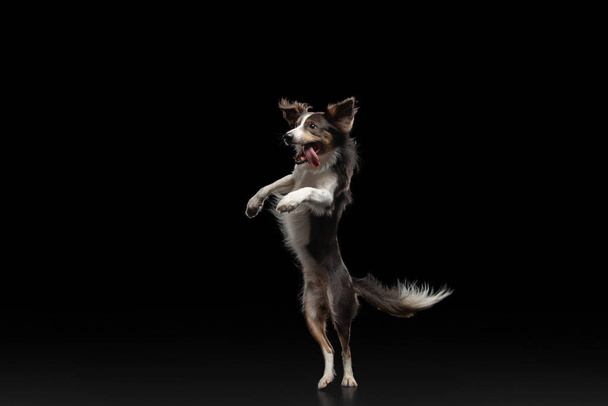 Dog jumping over the disc. Pet in the studio on a black background. - Foto, Imagem