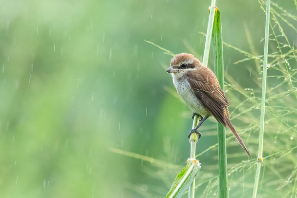 Brown Shrike poleiro no caule de grama olhando para uma distância - Foto, Imagem