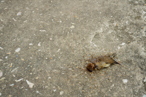 Linnun ruumis oli kuollut maassa ja muurahaiset söivät sen.. - Valokuva, kuva