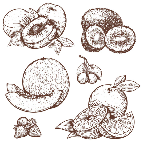 Grabado ilustración de frutas y bayas dulces
 - Vector, Imagen
