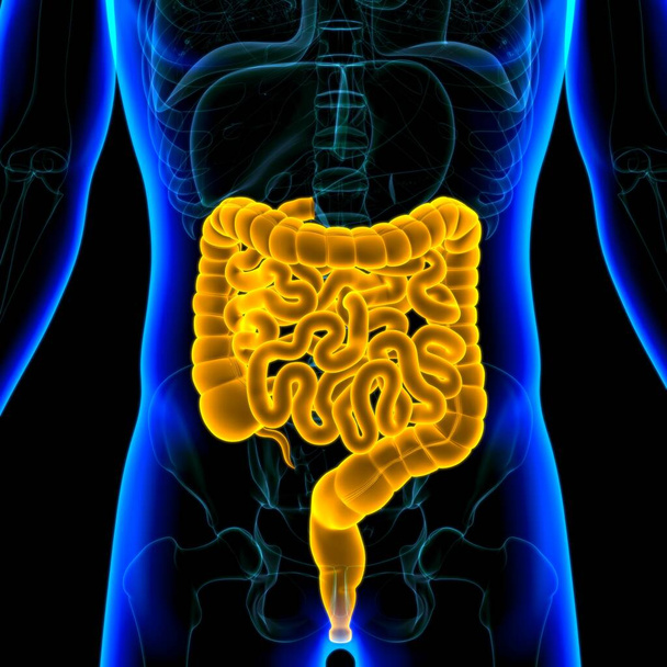 Anatomia humana do sistema digestivo da ilustração 3D do intestino pequeno e grande para o conceito médico - Foto, Imagem