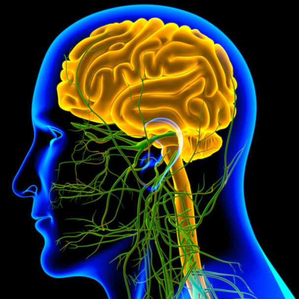Tıbbi Konsept için İnsan Beyni Anatomisi 3 boyutlu İllüstrasyon - Fotoğraf, Görsel