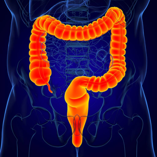 Anatomía del sistema digestivo humano de la ilustración 3D del intestino grueso para el concepto médico - Foto, Imagen