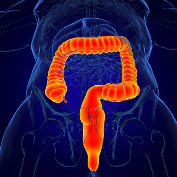 Jelito grube 3D Ilustracja anatomia układu pokarmowego człowieka dla koncepcji medycznej - Zdjęcie, obraz