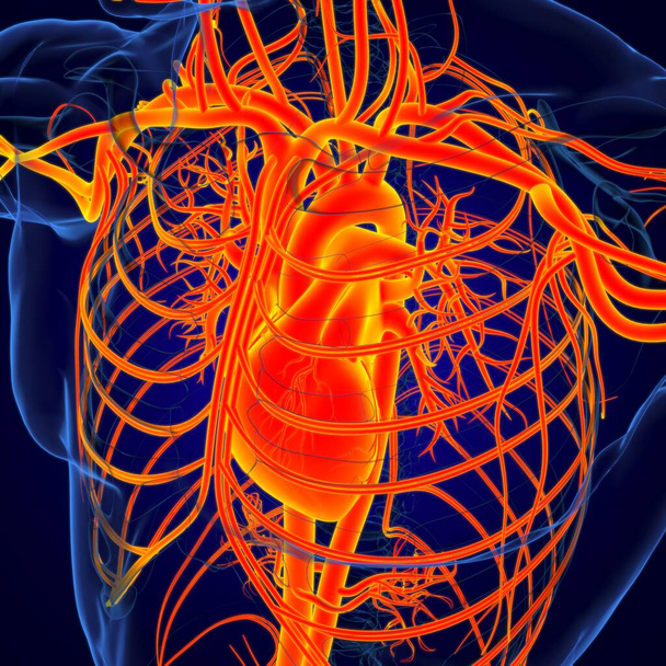 Corazón humano con anatomía del sistema circulatorio para la ilustración 3D del concepto médico - Foto, imagen