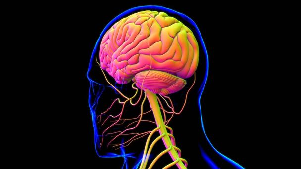 Anatomia del cervello umano per concetto medico Illustrazione 3D - Foto, immagini