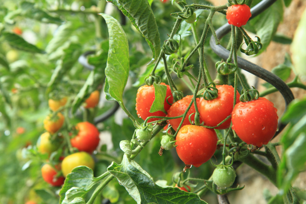 detalhe da fazenda em casa - plantas de tomate
  - Foto, Imagem