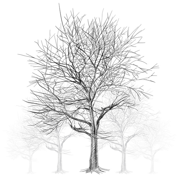 large bare tree without leaves (Sakura tree) - hand drawn - Vector, Image