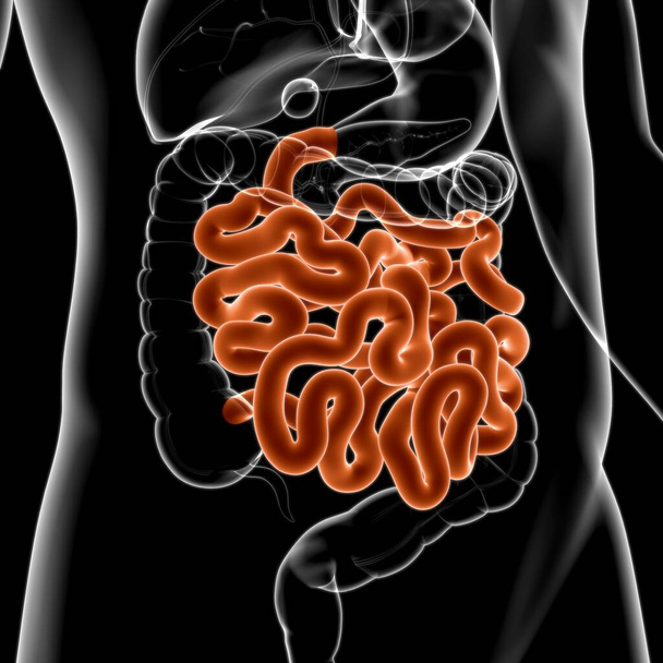 小さな腸3Dイラスト｜人間の消化器系解剖学 - 写真・画像