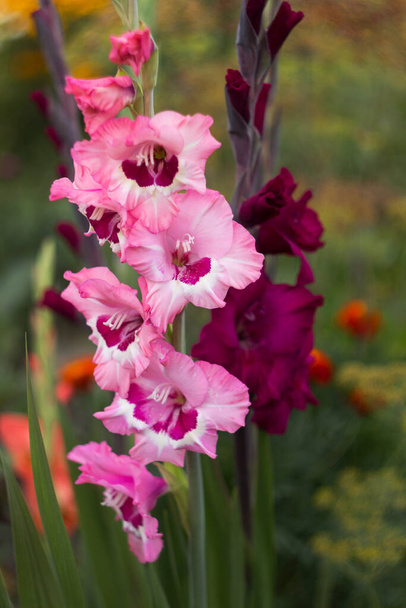 Delikatne gladioli podstawowej z centrum malin i jasnoróżowe gladioli rosną w ogrodzie. Kwiaty letnie, tło - Zdjęcie, obraz