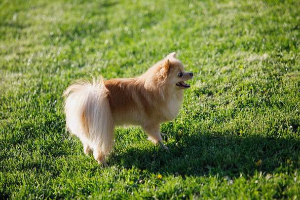 Red Pomeranian spitz dog stands on a green lawn. He smiles, sticking out his tongue. Selective focus, blur background. - Φωτογραφία, εικόνα