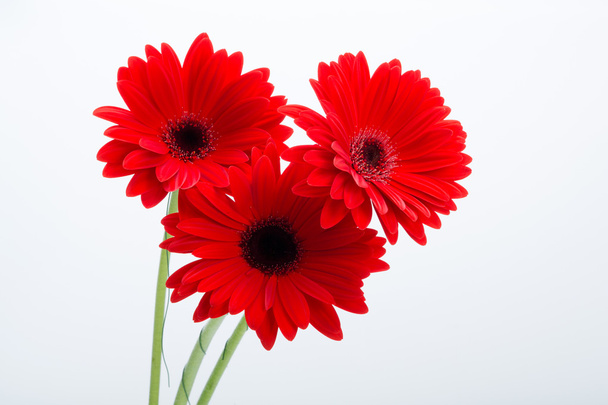 czerwony gerbera stokrotka kwiat - Zdjęcie, obraz