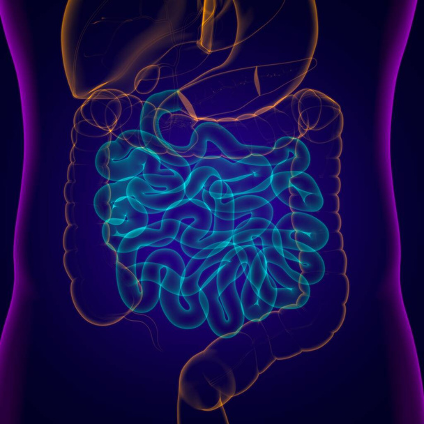 Anatomia humana do sistema digestivo da ilustração 3D do intestino pequeno para o conceito médico - Foto, Imagem