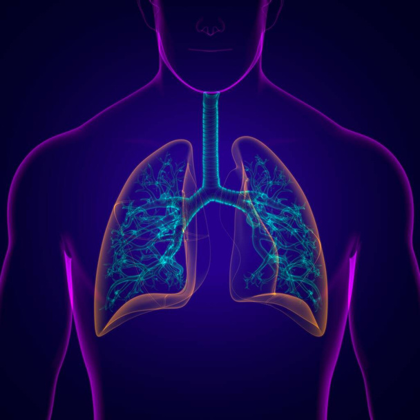 Anatomia del sistema respiratorio umano dei polmoni per il concetto medico Illustrazione 3D - Foto, immagini