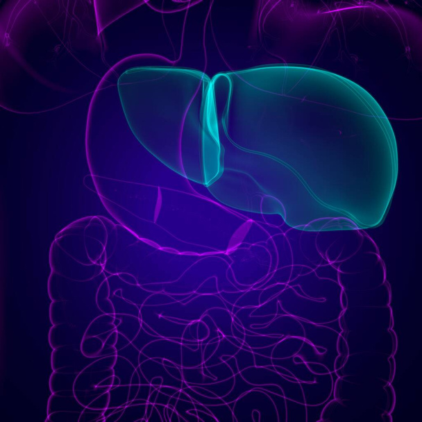 Anatomía del sistema digestivo humano de la ilustración 3D del hígado para el concepto médico - Foto, Imagen