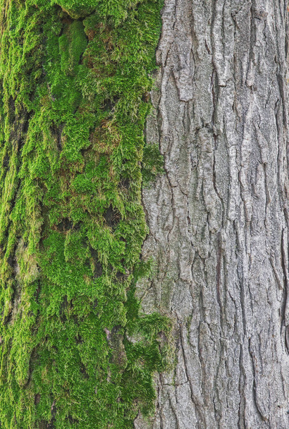 přírodní kompas, obrovský strom zpola pokrytý mechem - Fotografie, Obrázek