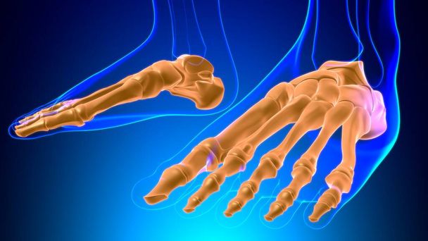Anatomia umana delle ossa del piede dello scheletro per il concetto medico Illustrazione 3D - Foto, immagini