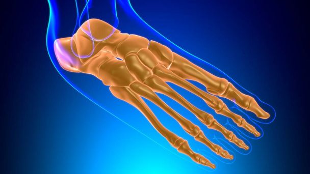 İnsan İskeleti Ayak Kemikleri Tıbbi Konsept 3D İllüstrasyon için Anatomi - Fotoğraf, Görsel