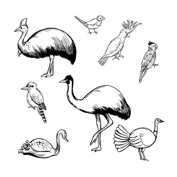 Ręcznie rysowane ptaki z Australii. Ilustracja szkicu wektora. - Wektor, obraz