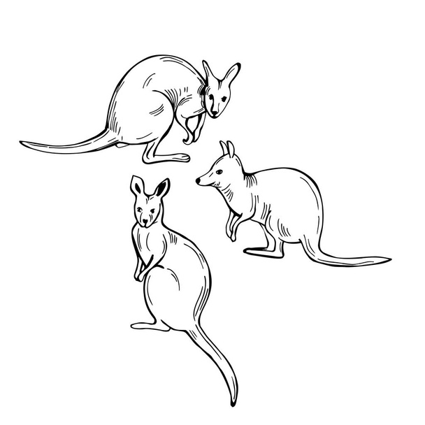 Handgetekende wallaby (middelgrote macropod buideldier). Vector schets illustratie. - Vector, afbeelding