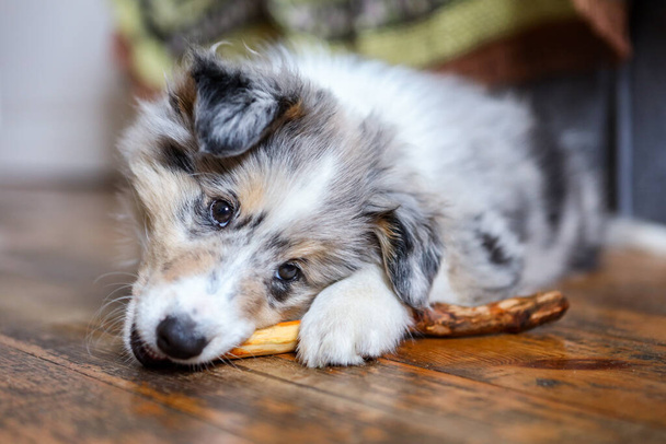 Shetland Sheepdog Puppy Chewing Wood Stick. Photo taken Indoors in Living Room. - Фото, изображение