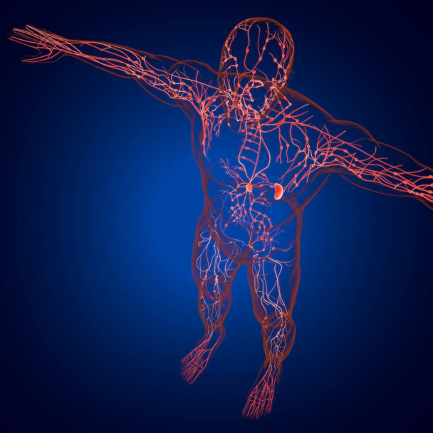 Lidské lymfatické uzliny anatomie pro lékařské koncepce 3D ilustrace - Fotografie, Obrázek
