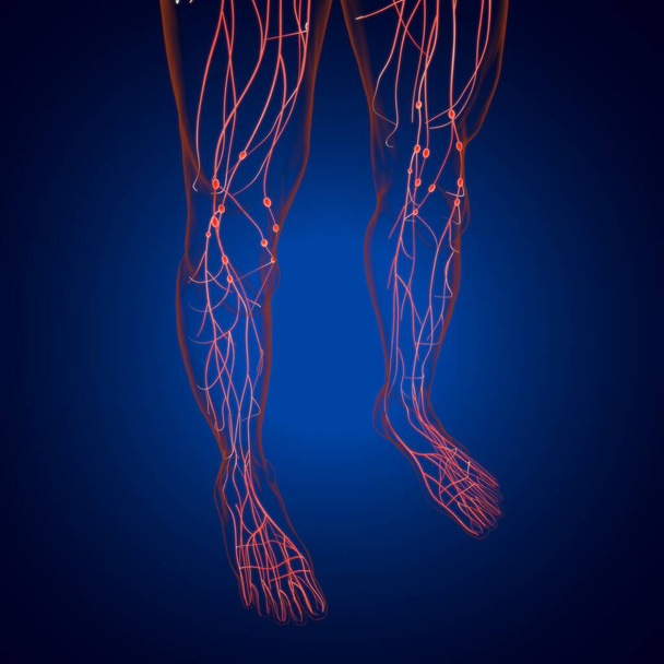 Anatomia dos nós linfáticos humanos para ilustração médica do conceito 3D - Foto, Imagem