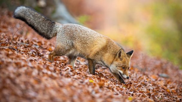 秋の森の中を歩く赤狐 - 写真・画像