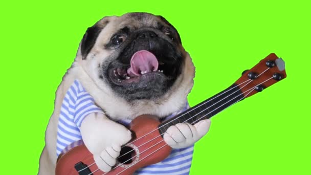 Cute zabawny pies mops zarabia grając muzykę nosząc kostium z gitarą na ulicy miasta, przechodzień rzuca pieniądze w pudełku, ludzie na tle - Materiał filmowy, wideo