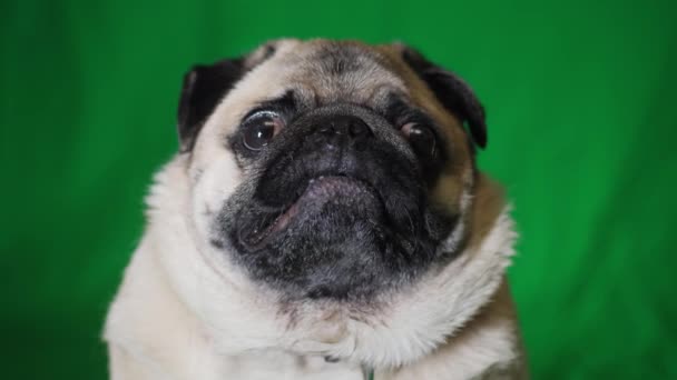 Χαριτωμένο σκυλί pug κοιτάζοντας κάμερα στην πράσινη οθόνη. Κλειδί χρωμίου - Πλάνα, βίντεο