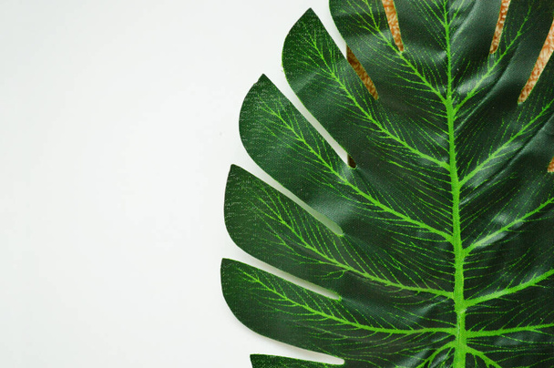 Grünes Palmblatt liegt auf weißem Hintergrund. - Foto, Bild