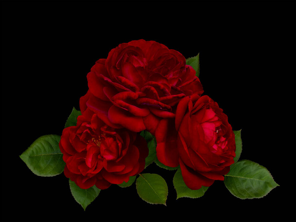Scarlet rose flowers arrangement isolated on black background - Fotografie, Obrázek