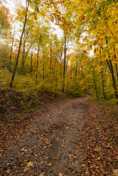 Ormandaki ağaçlarla dolu sonbahar manzarası - Fotoğraf, Görsel