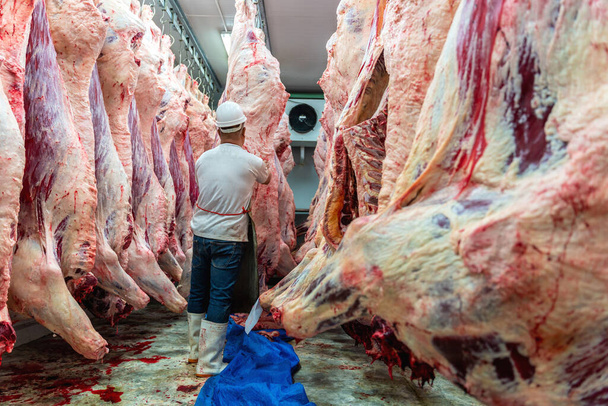 Metzger arbeitet in der Fleischindustrie im Schlachthof, Fleisch hängt im Kühlhaus. Rinder in Schlachthof zerschnitten und an Haken gehängt. - Foto, Bild