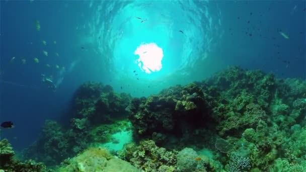 Coral reef and tropical fish. Philippines. - Footage, Video