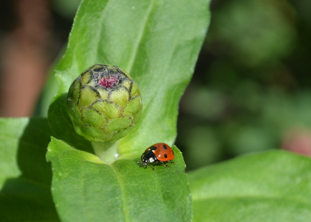 Roter Marienkäfer auf dem grünen Blatt der Pflanze - Foto, Bild