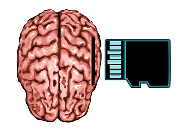 cérebro e cartão de memória isolado no branco - Vetor, Imagem