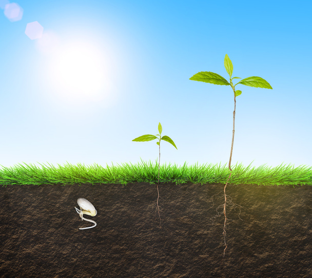 seedling illustration soil - Photo, Image