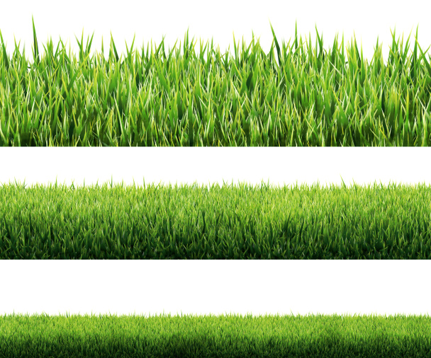 Gras isoliert - Foto, Bild