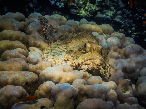 Bärtiger Skorpionfisch liegt auf hellen Korallen und blickt beim Tauchen in die Kamera - Foto, Bild