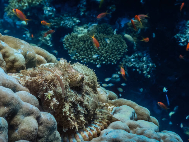 scorpionfish barbudo com boca grande e olhos vista grande enquanto mergulho - Foto, Imagem
