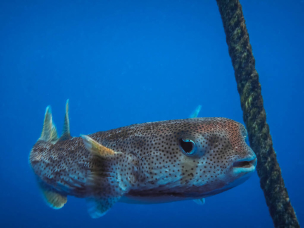 Пункт fin Porcupinefish тече біля товстої мотузки у блакитній морській воді
 - Фото, зображення