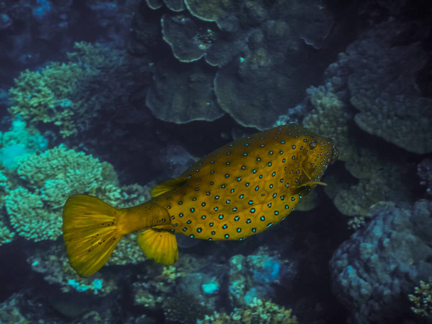 boxfish marrom amarelo nada sobre corais no mar vermelho enquanto mergulha - Foto, Imagem